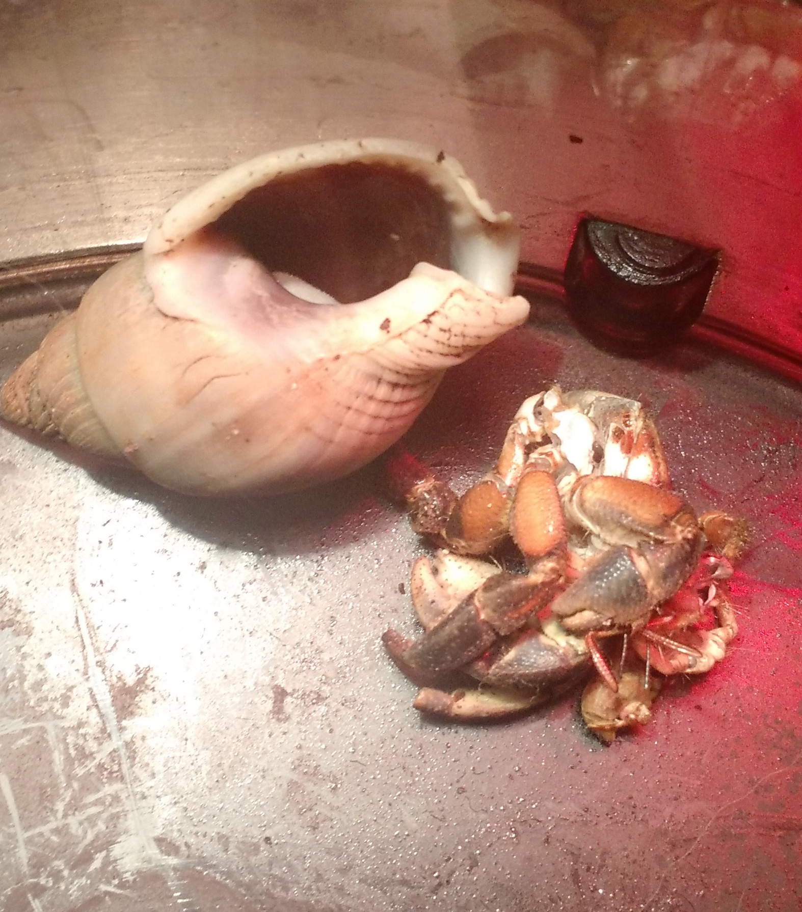 Hermit crabs surface molting