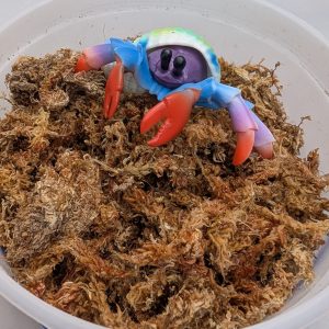 Sphagnum Moss Large – Essential Habitat Moisture & Enrichment for Land Hermit Crabs