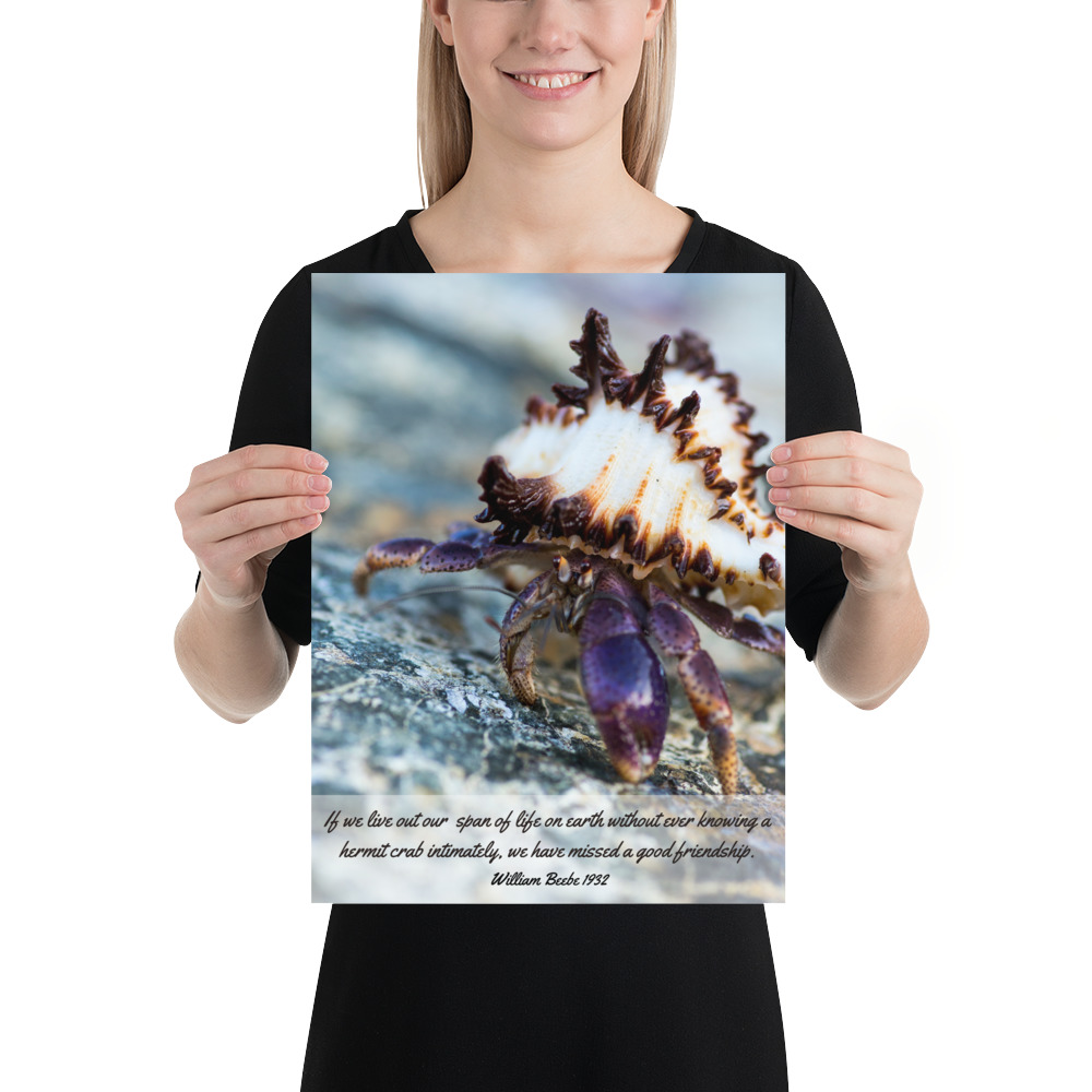 William Beebe Hermit Crab Poster - Image 2