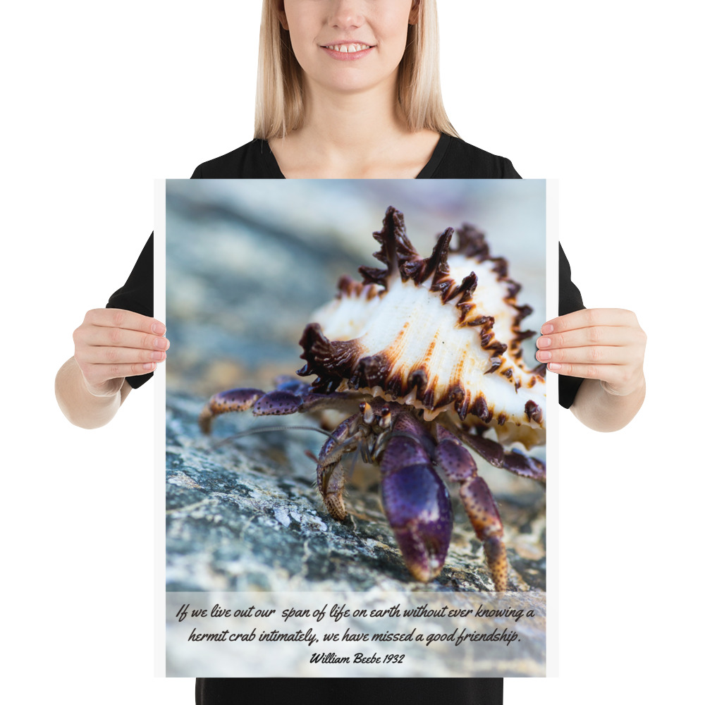 William Beebe Hermit Crab Poster