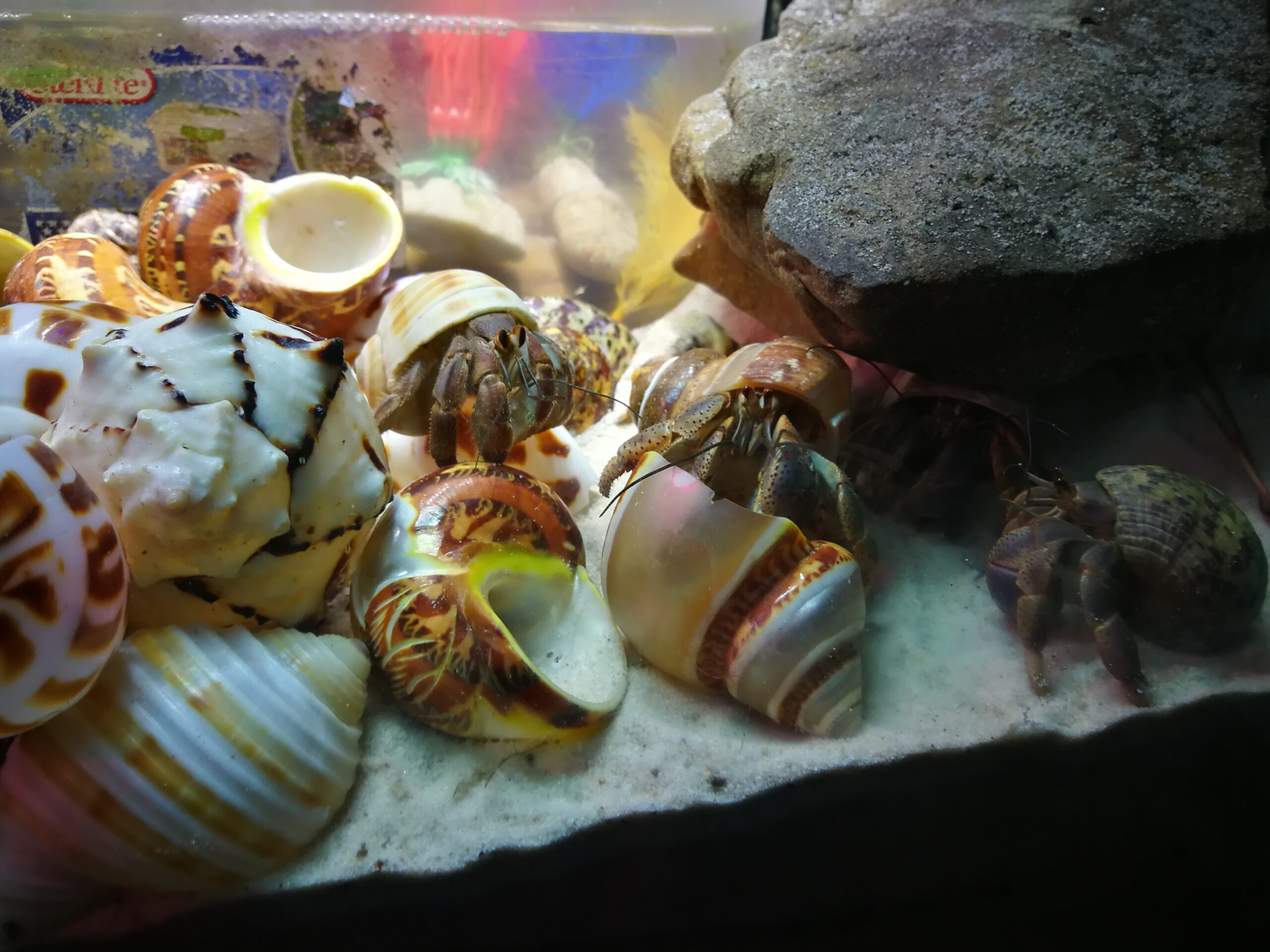 Land hermit crabs investigating new shells