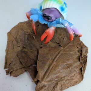 Dried Catappa Leaves (Indian Almond Leaves) | Natural Leaf Litter for Hermit Crabs, Isopods & Bioactive Enclosures