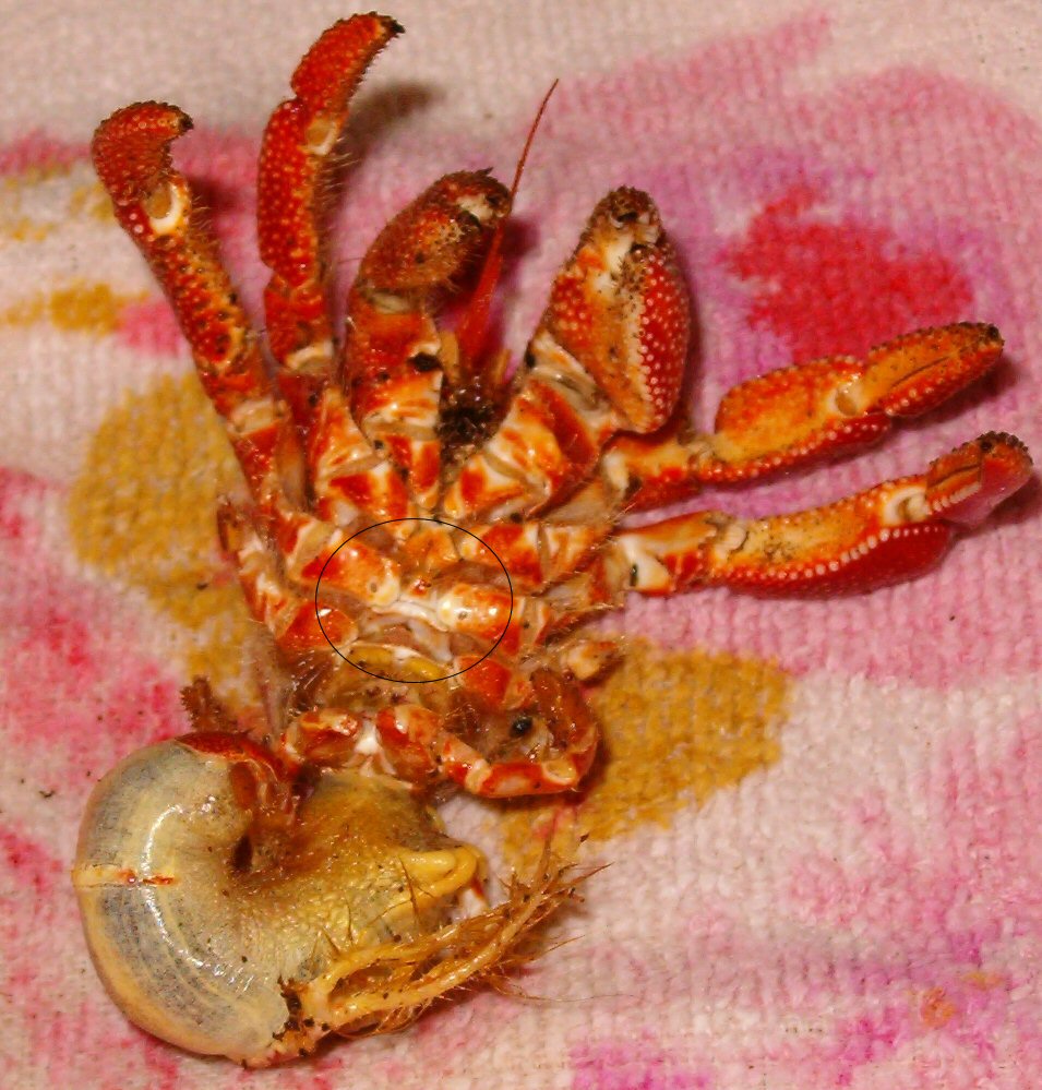 Coenobita Gonopore | The Crab Street Journal