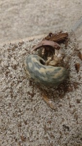 Preventing death in new hermit crabs | The Crab Street Journal
