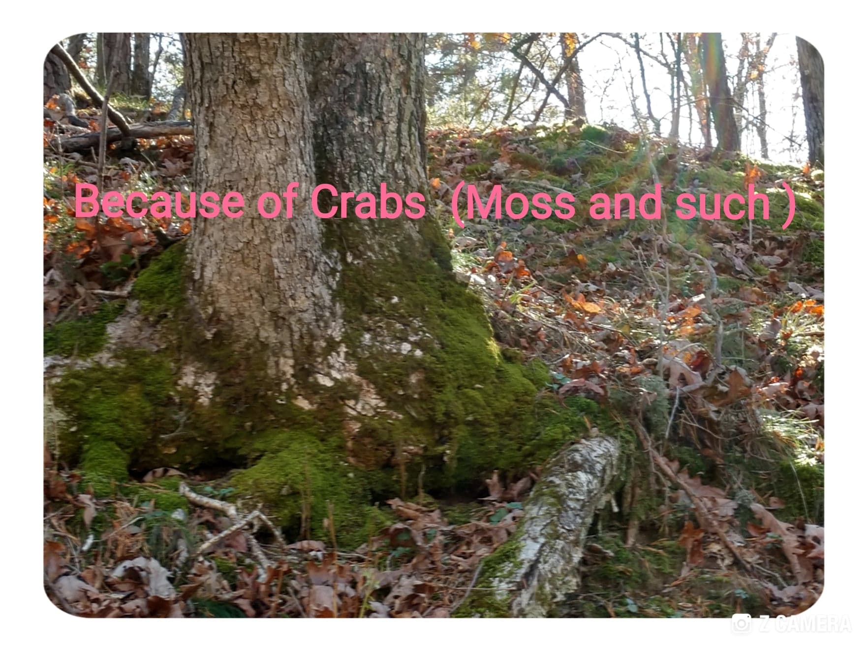 Because Of Crabs-JeanneS