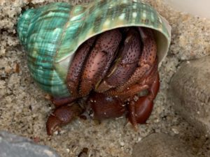 Jonathon Livingston Crab hardening after a molt.