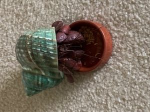 Jonathon Livingston Crab hardening after a molt.