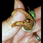 William Robert, the hermit crab, clings to Sherri's finger with his two remaining legs for a hand fed meal