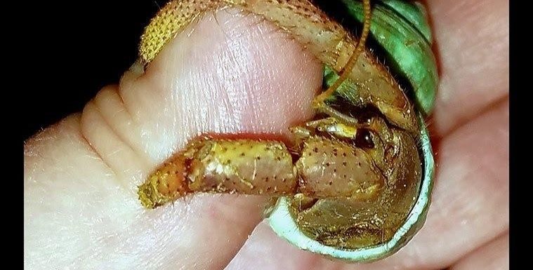 William Robert, the hermit crab, clings to Sherri's finger with his two remaining legs for a hand fed meal
