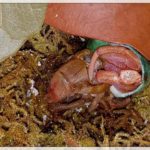 A hermit crab regenerates multiple appendages