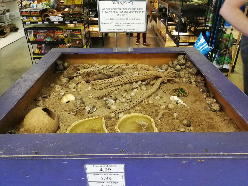 inappropriate in store habitat for hermit crabs