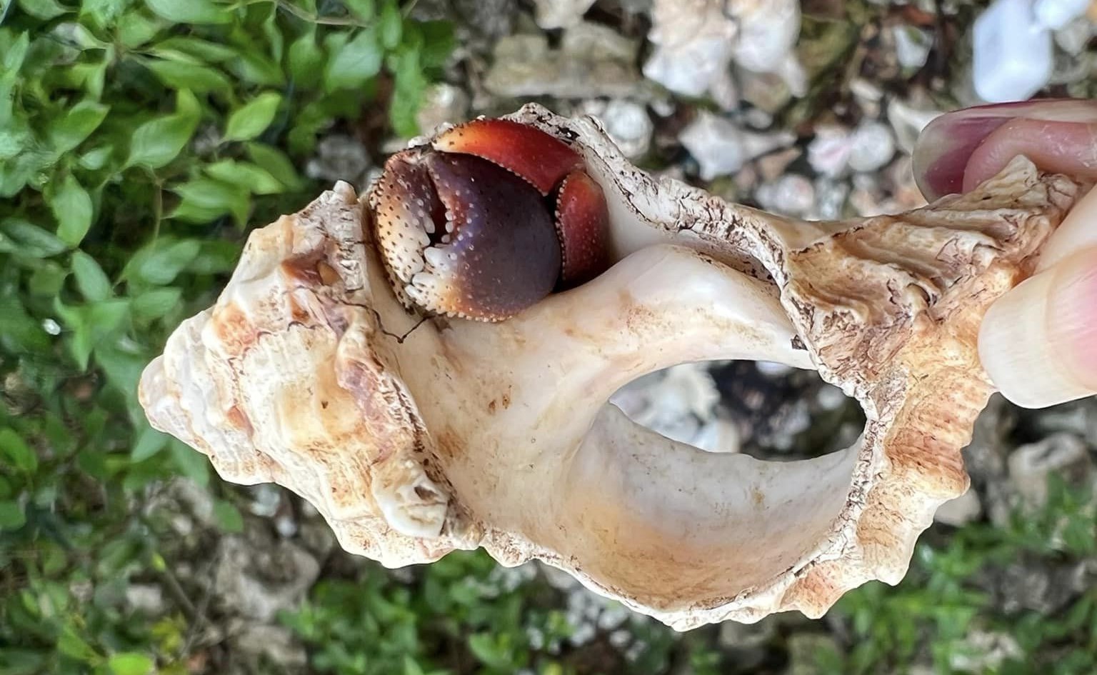 a hermit crab wearing a badly broken shell