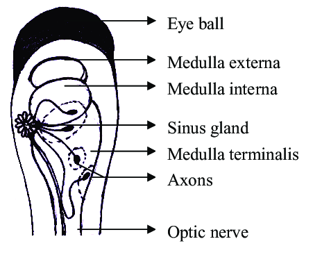 The crustacean eyestalk showing different parts of X-organ-sinus gland complex.
