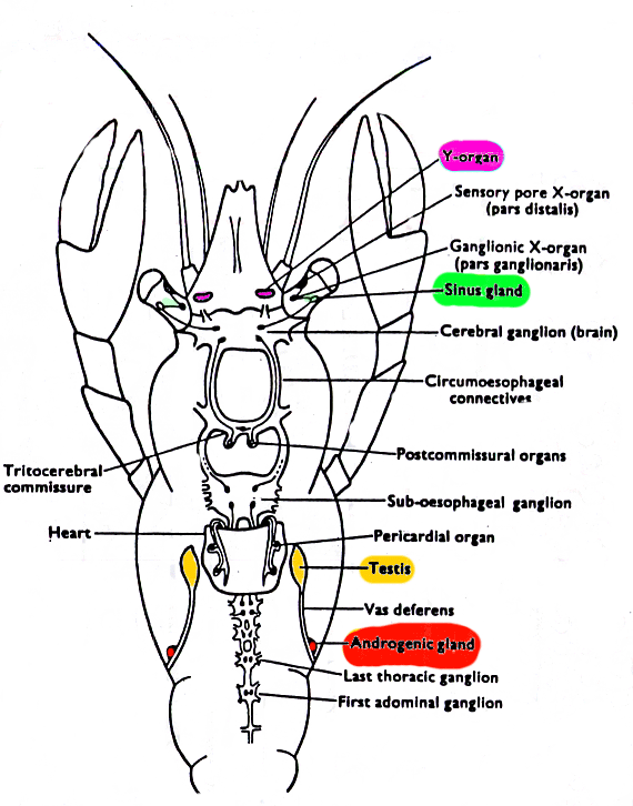(NC State University, 2013) Since the page doesn’t list an individual author, the institution (NC State University) is used as the corporate author, and the retrieval URL is included because online lecture notes often change or become unavailable. If you want, I can also provide a shortened URL citation block you could drop in your CSJ footer.